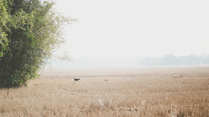 Misty Field