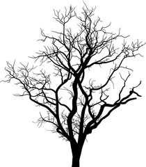 black bare large tree silhouette on white