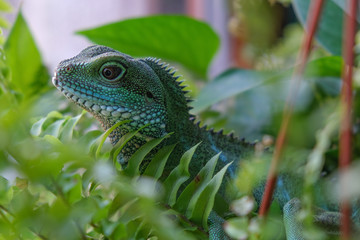 Chinese water dragon