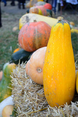 decorative pumpkins of various shapes