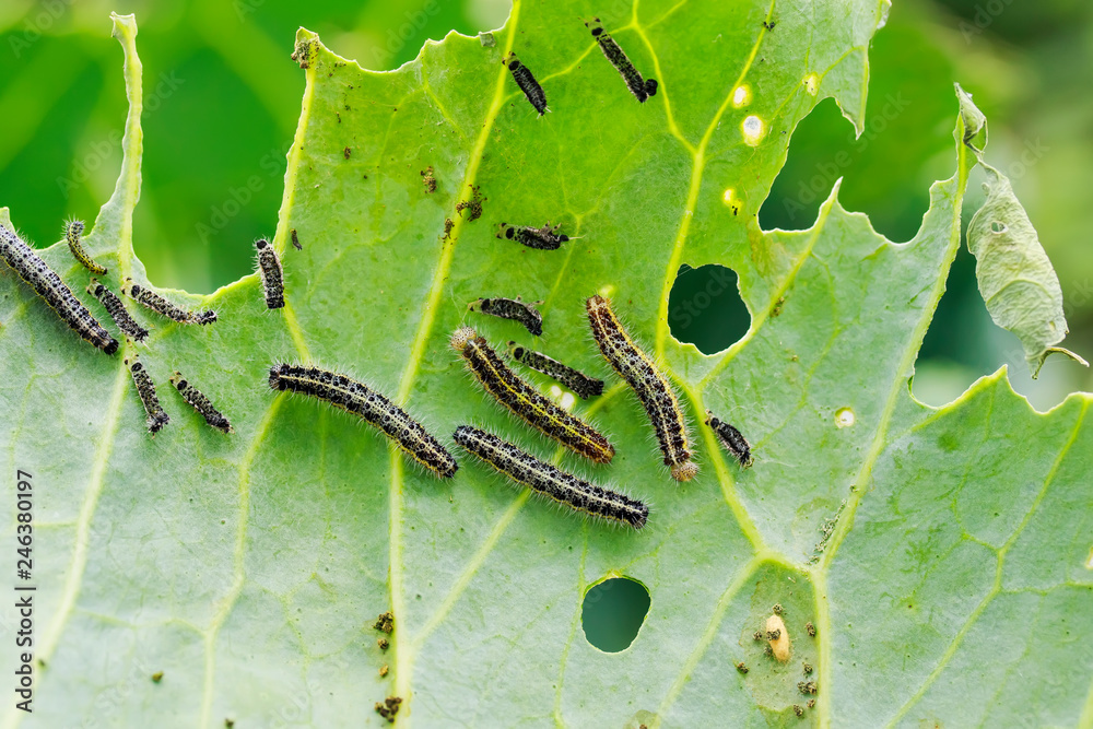 Wall mural nasty black caterpillars crawl on green cabbage leaves and eat them in the garden on the farm in summer