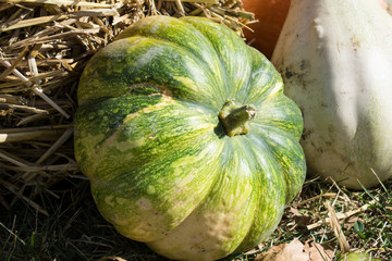 green pumpkin in the straw