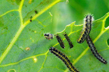 many nasty black caterpillars crawl on green cabbage leaves and eat them in the garden on the farm in summer