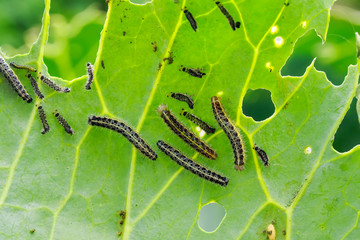 many insects of black caterpillar pests crawl on green cabbage leaves and eat them in the garden on...