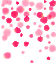 Pink rose petals falling vector valentine background.