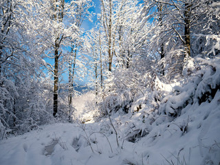 Winter forest in the snow. Mountains of snow. Frost and snowflakes. Location place Carpathian Ukraine, Europe