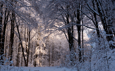Winter forest in the snow. Mountains of snow. Frost and snowflakes. Location place Carpathian Ukraine, Europe