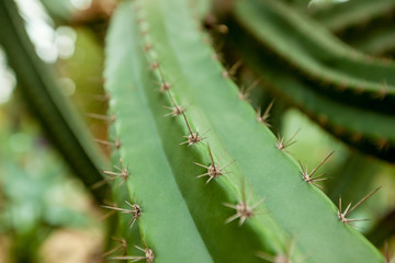 Cactus needles close-up