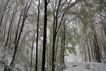 Fototapeta premium Winter forest in the snow. Mountains of snow. Frost and snowflakes. Location place Carpathian Ukraine, Europe