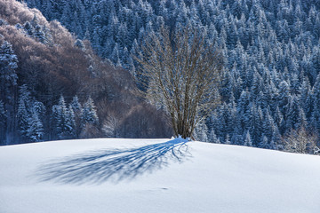 Winter_im_Schwarzwald_3883