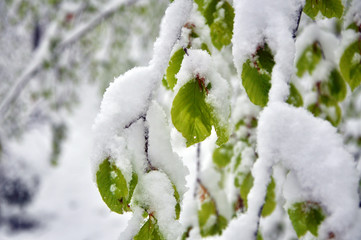 Winter forest in the snow. Mountains of snow. Frost and snowflakes. Location place Carpathian Ukraine, Europe