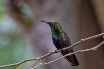Colibri falle vert