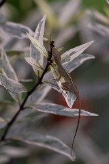 Anoli