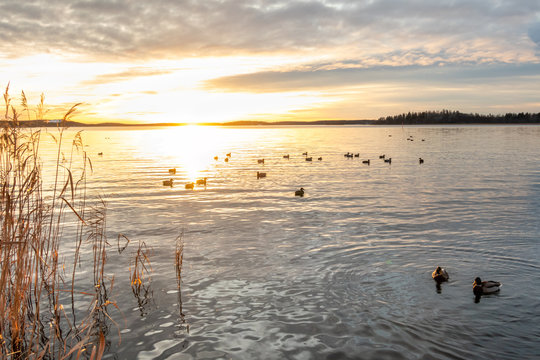 Beautiful orange winter landscape sunset over calm water with mallard duck birds at sea.