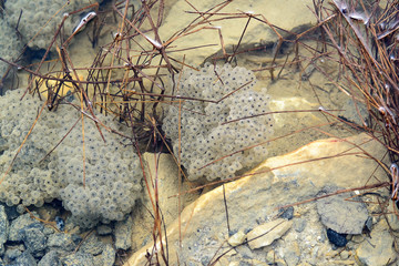 Frog caviar under water among blades of grass