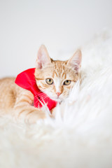 Fototapeta premium Cute little ginger kitten with red bow tie laying in soft white blanket