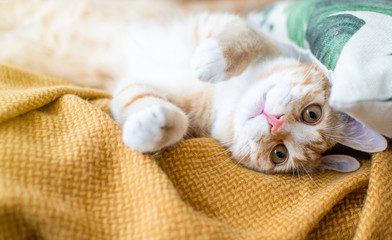 Fototapeta na wymiar Cute little playful ginger kitten laying in blanket