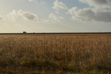 Golden field with flat horizon