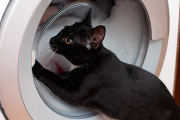 Little black kitten watching washing clothes in the washing machine