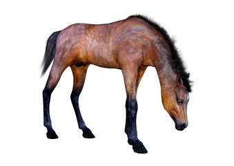 3D Rendering Horse Foal on White
