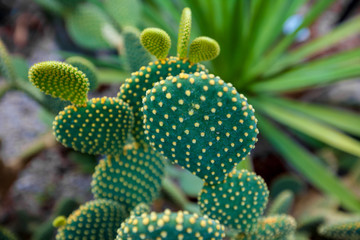 green flat cactus with thorns