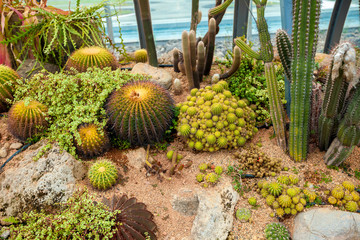 cactus top view background texture