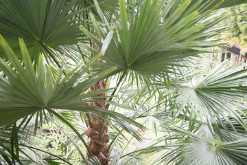 Obraz na płótnie Canvas Coconut palm tree. Palm leafs.