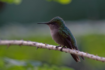 Colibri huppé