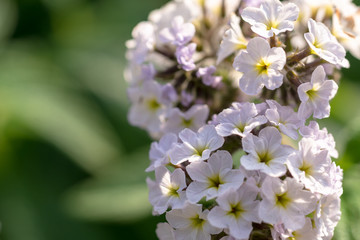 ヘリオトロープ(白)