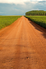 Road within the soybean plantation.