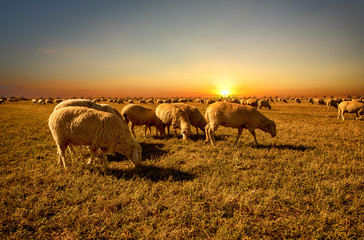 Merino sheep flocks farm