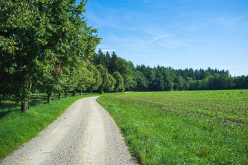 A trail in upper Bavaria with trees and a blue sky with soft white clouds