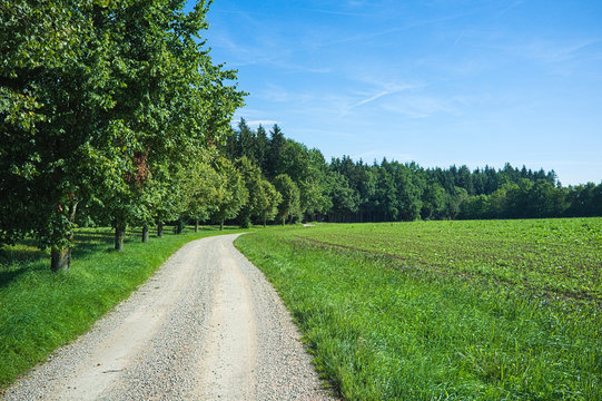 A trail in upper Bavaria with trees and a blue sky with soft white clouds