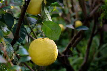 large yellow lemon fruit hanging on a branch against the background of abundant green foliage in the jungle