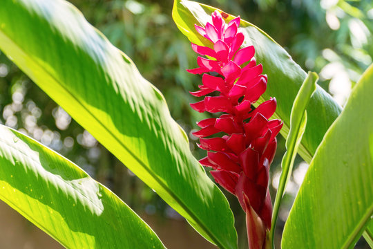 Beautiful blossom red ginger flower with leaves on nature background. Alpinia purpurata (Vielle.) Schum on tree.