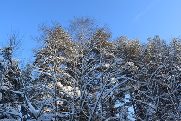 trees in winter