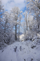 Obraz premium Winter forest in the snow. Mountains of snow. Frost and snowflakes. Location place Carpathian Ukraine, Europe