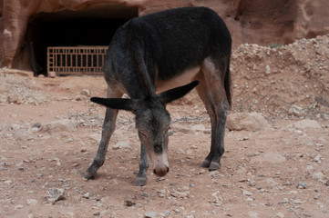 Fototapeta premium Donkey in Petra - Wadi Musa city in Jordan 
