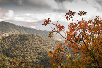 Paisaje de oto&ntilde;o en la Sierra de M&aacute;laga con &aacute;rbol en primer plano y nubes, andaluc&iacute;a, m&aacute;laga, espa&ntilde;a