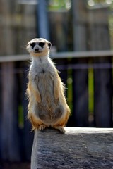Cute meerkat in zoo 