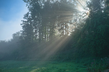 Sun rays shining through the trees in the morning