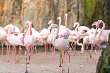 Pink flamingos, Phoenicopterus roseus, resting on the shore of a lake.