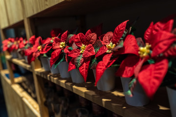 Several pots with red poinsettias.
