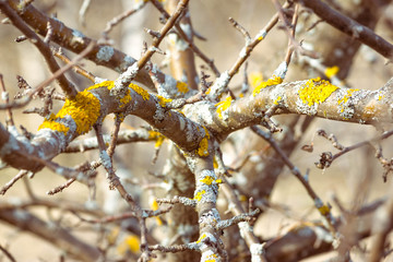 branches of a tree without leaves with approximately yellow moss.