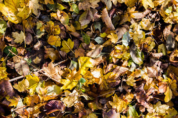 Alfombra natural otoñal 