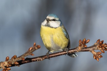 Blue tit (Parus caeruleus) on a branch cherries. East Moravia. Czech Republic. Europe.