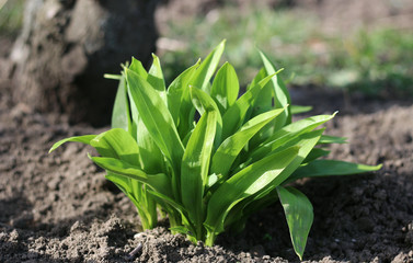 Young leaves of Allium ursinum in spring. Bear garlic has great healing abilities and contains many...