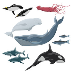 Inhabitants of cold seas and oceans. Blue whale, beluga, killer whale, penguins, giant squid, sharks and Arctic fish. Wild animals. Vector illustration isolated on white background.