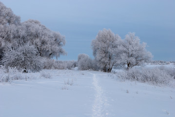 Winter path. Landscape in blue and white