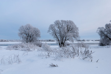 Trees and grass in hoarfrost against the blue sky